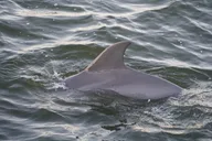 Orange Beach Dolphin Eco Boat Tour 90 Min thumbnail 6
