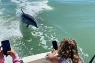 Marco Island Shelling and Dolphin Excursion thumbnail 2
