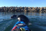 Seattle Sea Kayaking Tour 2 hr thumbnail 1
