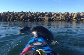 Seattle Sea Kayaking Tour 2 hr