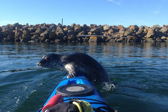Seattle Sea Kayaking Tour 2 hr - Image 1