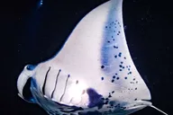 Kailua-Kona Manta Ray Night Snorkeling Adventure thumbnail 4