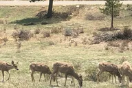 Denver Private Tour to Estes Park and Rocky Mountain National Park thumbnail 6