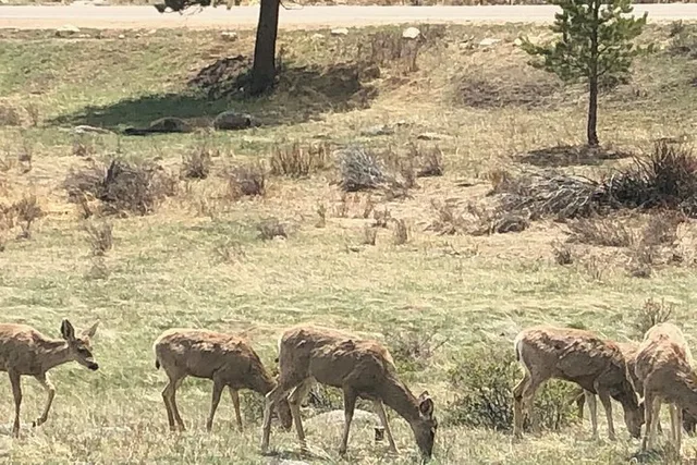 Denver Private Tour to Estes Park and Rocky Mountain National Park - Image 6