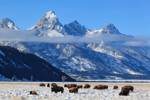 Jackson Hole Winter Wildlife Tour - Image 5