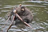 Sitka Scenic Tour thumbnail 3