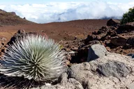 Maui Haleakala Sunrise Tour with Breakfast thumbnail 6