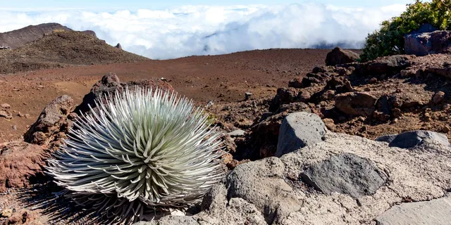 Maui Haleakala Sunrise Tour with Breakfast - Image 6