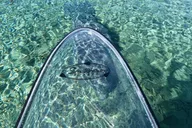 Silver Springs Clear Kayak Tour with Manatees and Monkeys thumbnail 5