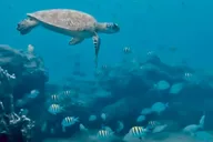 West Palm Beach Jet Snorkel Experience thumbnail 2