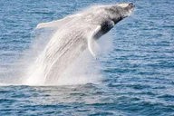 Boston Whale Watching Cruise by High-Speed Boat thumbnail 5