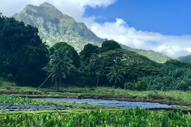 Oahu Private Community Service Voluntourism - Image 1