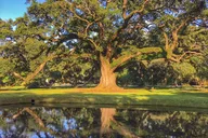 Houmas House Estate and Gardens Guided Tour thumbnail 6