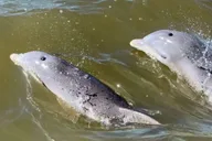 Hilton Head Island Dolphin and Nature Tour thumbnail 2