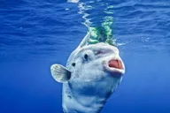 San Diego Snorkel Adventure thumbnail 1