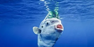 San Diego Snorkel Adventure