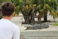 Islamorada Private Boat Tour with Snorkeling thumbnail 6
