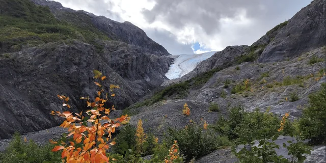 Seward Exit Glacier Nature Hike 2.5 hr - Image 2