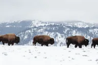 Jackson Grand Teton and National Elk Refuge Winter Day Trip thumbnail 6