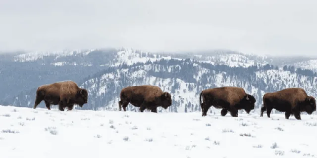 Jackson Grand Teton and National Elk Refuge Winter Day Trip - Image 6