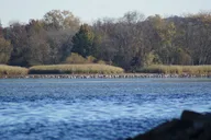 Chattanooga Sandhill Crane Kayak Tour thumbnail 5