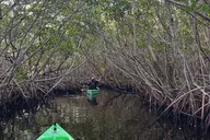 Marco Island Kayak Tour with Manatees and Mangroves thumbnail 5