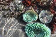 Sitka Wildlife Photo Safari & Beachcombing Cruise thumbnail 6