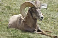 Rocky Mountain National Park Birding Jeep Tour thumbnail 6