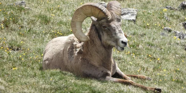 Rocky Mountain National Park Birding Jeep Tour - Image 6