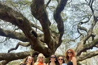 Charleston Tea Plantation and Winery Tour thumbnail 3