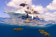Waikiki Turtle Snorkeling Tour with Trolley Ride 2 hr thumbnail 1