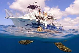 Waikiki Turtle Snorkeling Tour with Trolley Ride 2 hr