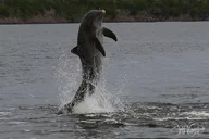 Everglades Birding, Dolphin and Wildlife Boat Tour thumbnail 4