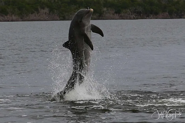 Everglades Birding, Dolphin and Wildlife Boat Tour - Image 4