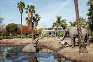 Los Angeles La Brea Tar Pits Excavator Tour 2 hr thumbnail 3