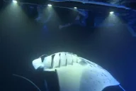 Kona Manta Ray Snorkeling Tour at Sunset thumbnail 2