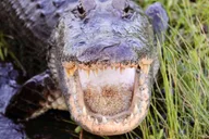 New Orleans Airboat Swamp Tour thumbnail 3