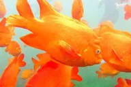 San Diego Snorkeling Tour with Marine Biologist thumbnail 2