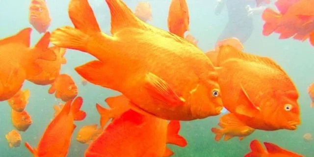 San Diego Snorkeling Tour with Marine Biologist - Image 2