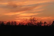 Florida Swamp Buggy Adventure Tour thumbnail 5