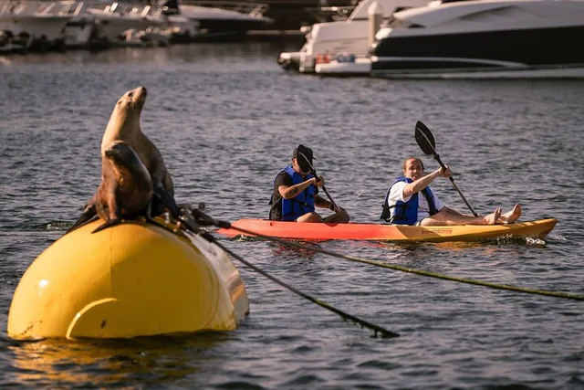 San Diego Tandem Kayak Rentals in Mission Bay - Image 4