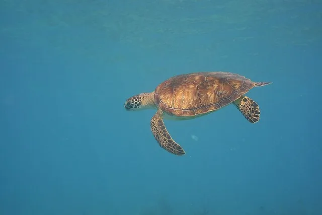 Panama City Scuba Diving for Beginners - Image 1