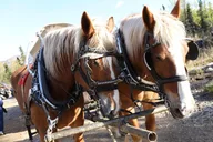 Healy Horse-Drawn Wagon Ride with Dining 3 hr thumbnail 6