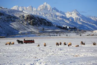Jackson Hole Wildlife Safari and Sleigh Ride
