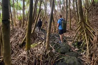 Big Island Tide Pool Hike and Jungle Adventure thumbnail 4