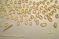 Sardinian Pasta Class with Dining and Dance thumbnail 4
