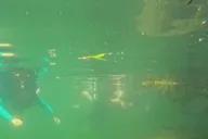 Crystal River Manatee Swim Tour with Free Photos thumbnail 3