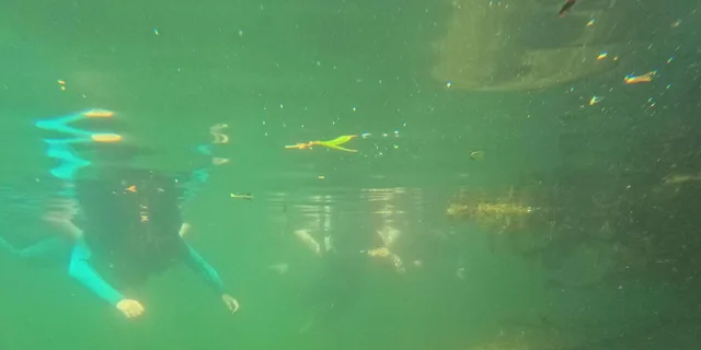 Crystal River Manatee Swim Tour with Free Photos - Image 3