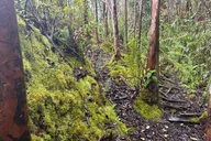 Hilo Waterfalls Hike and Swim with Native Hawaiian thumbnail 5