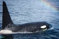 Kachemak Bay Wildlife Tour thumbnail 3